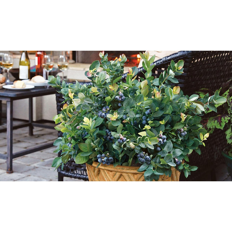 Wekiva Foliage LLC Legacy Blueberry Plant 4 Live Starter Plants